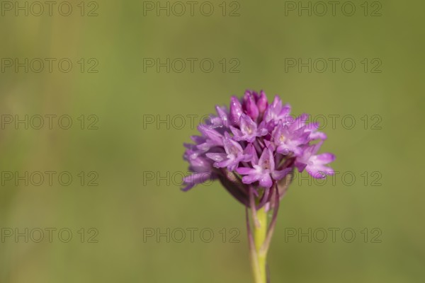 Pyramidal orchid (Anacamptis pyramidalis) single flower spike in summer, Suffolk, England, United