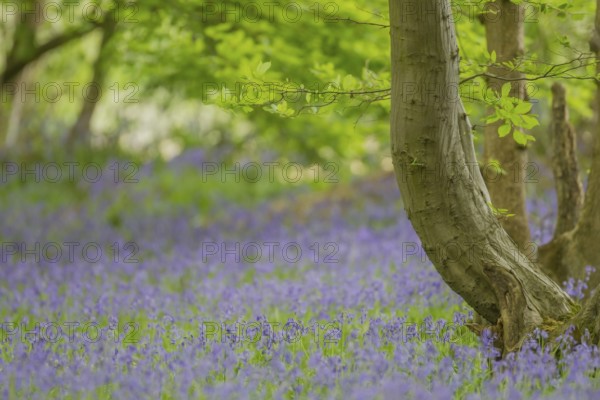 English bluebell (Hyacinthoides non-scripta) plant wildflowers bluebells in a wood in spring,