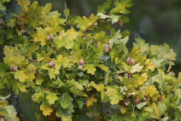 English oak tree (Quercus robur) acorn nuts in autumn, Suffolk, England, United Kingdom