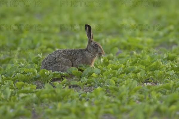 European brown hare (Lepus europaeus) adult animal feeding in a sugar beet crop in a farmland field