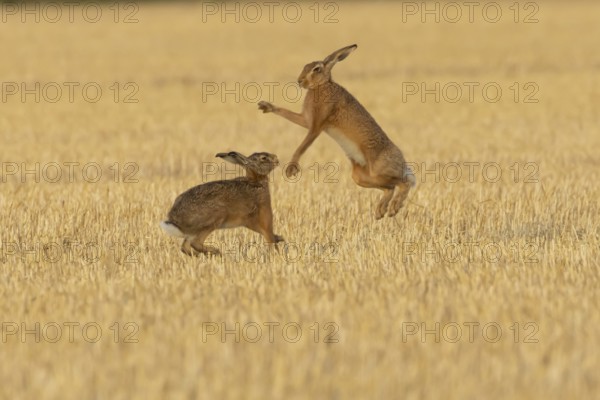 European brown hare (Lepus europaeus) two adult animals hares boxing fighting in a farmland stubble