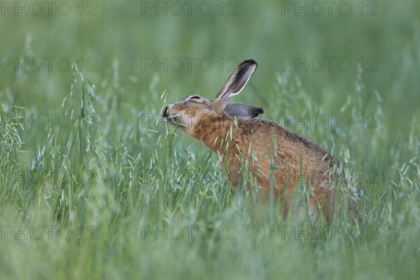 European brown hare (Lepus europaeus) adult animal feeding in a farmland oat cereal field in