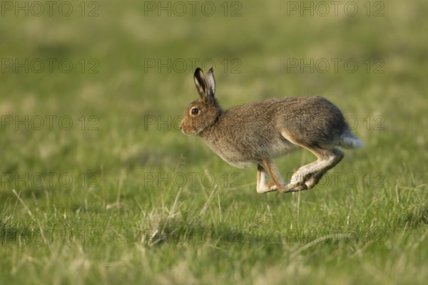 Mountain hare (Lepus timidus) adult animal in its summer coat running on a upland meadow, The