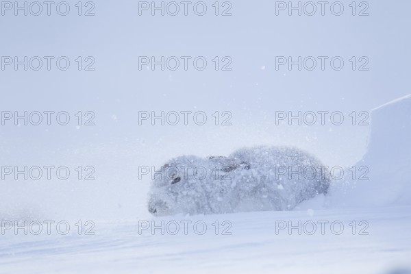 Mountain hare (Lepus timidus) adult animal in its form during a snow storm blizzard in winter,