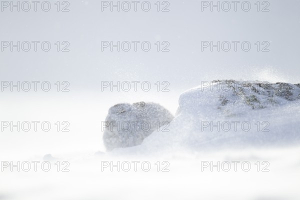 Mountain hare (Lepus timidus) adult animal in its white coat in snow on a mountain in a blizzard in
