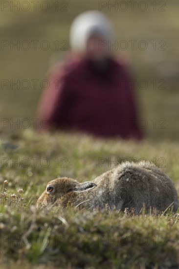 Mountain hare (Lepus timidus) adult animal in its summer coat on a upland meadow with a human in