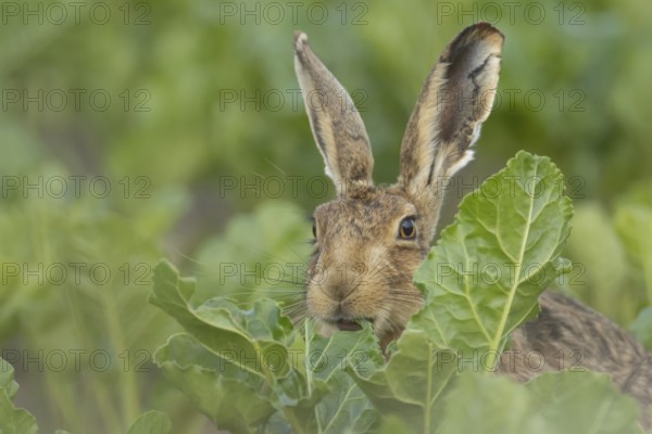 European brown hare (Lepus europaeus) adult animal feeding on a sugar beet crop in a farmland field