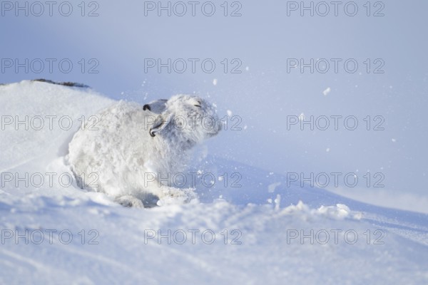 Mountain hare (Lepus timidus) adult animal in its white coat in shaking snow off itself on a