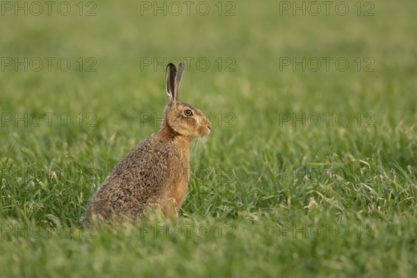 European brown hare (Lepus europaeus) adult animal in a farmland cereal field in spring, Norfolk,