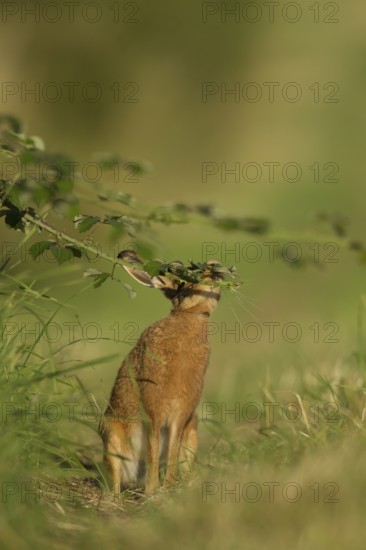 European brown hare (Lepus europaeus) adult animal feeding on a bramble plant in summer, Norfolk,