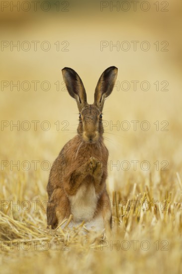European brown hare (Lepus europaeus) adult animal in a farmland stubble field in summer, Norfolk,