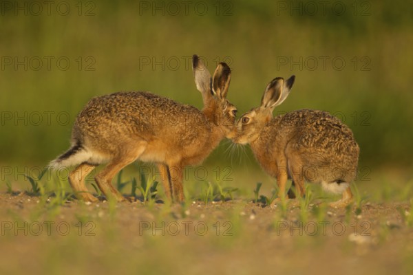 European brown hare (Lepus europaeus) two adult animals hares in love kissing in a farmland maize