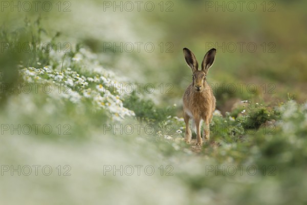 European brown hare (Lepus europaeus) adult animal in a field amongst mayweed flowers in summer,