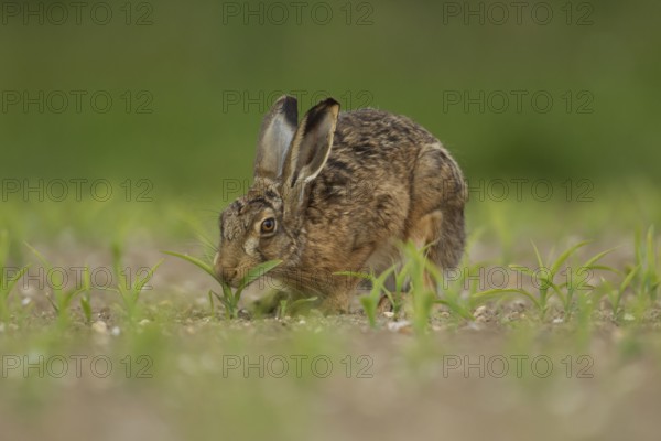 European brown hare (Lepus europaeus) adult animal feeding in a farmland maize field in summer,