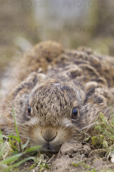 European brown hare (Lepus europaeus) juvenile baby leveret animal resting in a field in spring,