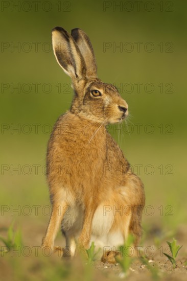 European brown hare (Lepus europaeus) adult animal in a farmland maize field in summer, Norfolk,