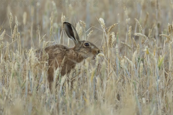 European brown hare (Lepus europaeus) adult animal feeding on a wheat sheath in a farmland field in