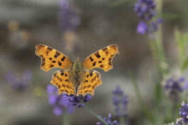 Comma butterfly (Polygonia c-album) adult insect feeding on garden Lavender flowers in summer,