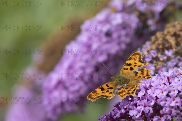 Comma butterfly (Polygonia c-album) adult insect feeding on garden Buddjela flowers in summer,