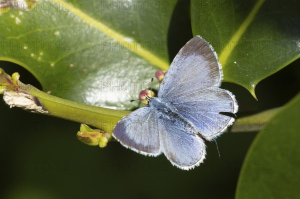Holly blue butterfly (Celastrina argiolus) adult insect on a Holly tree leaf in spring, Norfolk,