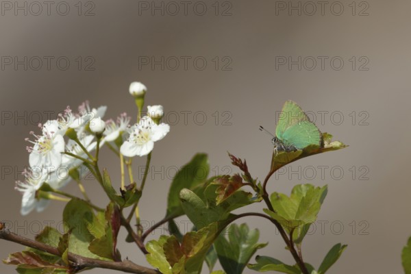 Green hairstreak butterfly (Callophrys rubi) adult insect resting on a Hawthorn tree leaf in
