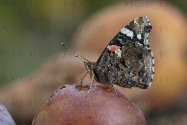 Red admiral butterfly (Vanessa atalanta) adult insect feeding on a fallen plum in a garden in