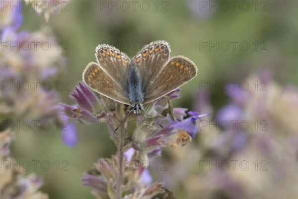 Common blue butterfly (Polyommatus icarus) adult insect female feeding on garden Catmint flowers in