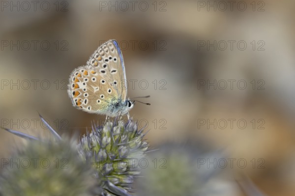 Common blue butterfly (Polyommatus icarus) adult insect feeding on a Sea holly flower in summer,