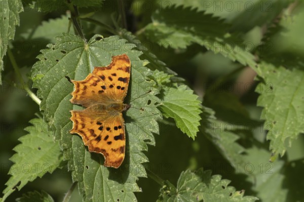 Comma butterfly (Polygonia c-album) adult insect on Stinging nettle leaves in summer, England,