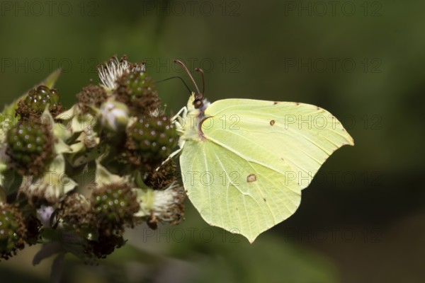 Brimstone butterfly (Gonepteryx rhamni) adult insect feeding on a Bramble flower in summer,