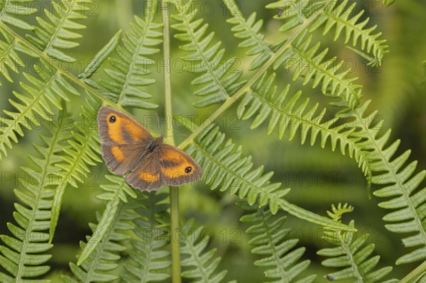 Gatekeeper butterfly (Pyronia tithonus) adult insect resting on a Bracken frond leaf in summer,