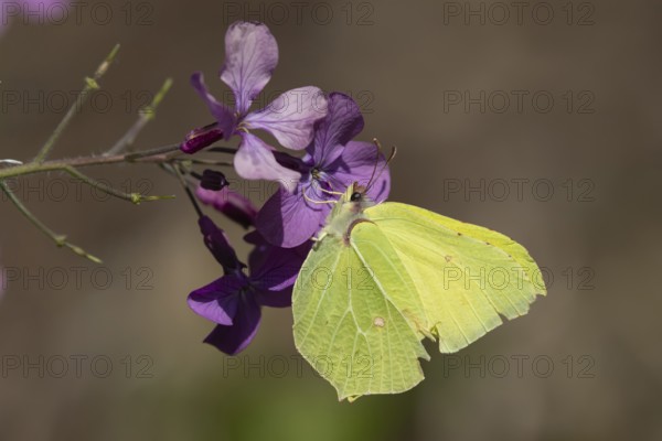 Brimstone butterfly (Gonepteryx rhamni) adult male insect feeding on a Honesty (Lunaria annua)