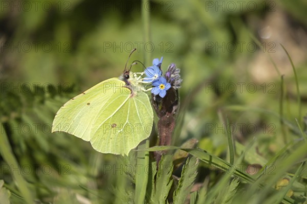 Brimstone butterfly (Gonepteryx rhamni) adult male insect feeding on a Forget-me-not flower in
