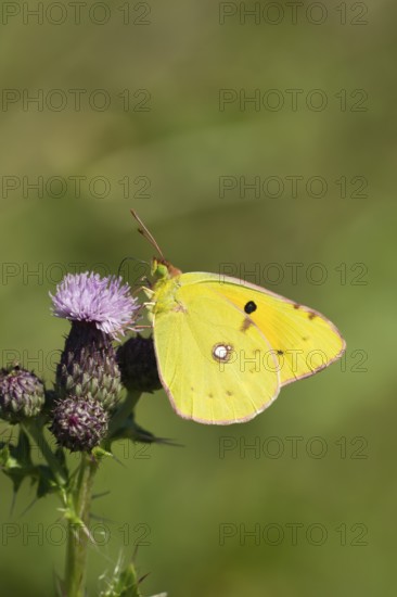 Clouded yellow butterfly (Colias croceus) adult insect feeding on a Creeping thistle flower in