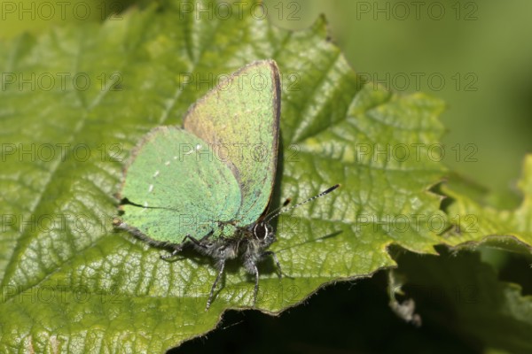 Green hairstreak butterfly (Callophrys rubi) adult insect on a tree leaf in spring, Suffolk,