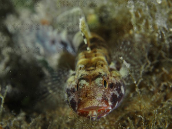 Redmouth goby (Gobius cruentatus) in close-up with clear details of the face. Dive site House Reef,
