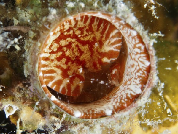 Detailed view of the red-bordered opening of a giant worm snail (Thylacodes arenarius), worm snail,