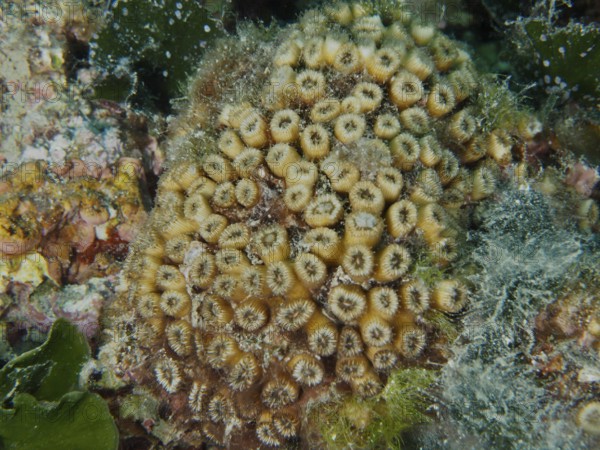 Dense, yellow lawn coral with green algae and small marine animals in between. Muzil Dive Site,