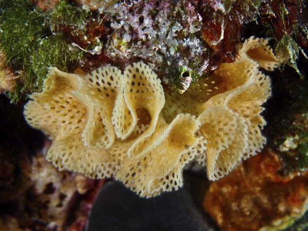 Yellow, holey Neptune veil (Reteporella grimaldii) (Reteporella septentrionalis) between colourful