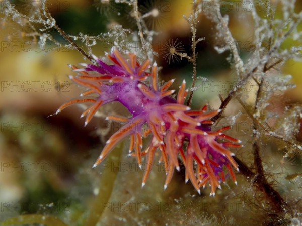 Colourful Edmundsella pedata (Edmundsella pedata) with striking colouration on algae. Dive site