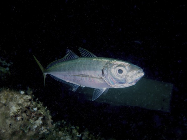 A single fish, a Mediterranean bearded mackerel (Trachurus mediterraneus), swims in the dark water,