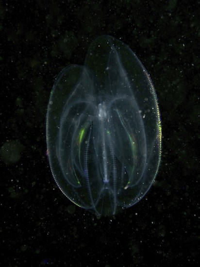 A transparent ribbed jellyfish, sea walnut (Mnemiopsis leidyi) shimmers in the dark water with fine
