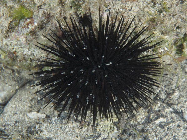 Arbacia lixula with long spines on the seabed. Dive site House Reef, Stoja, Pula, Croatia,