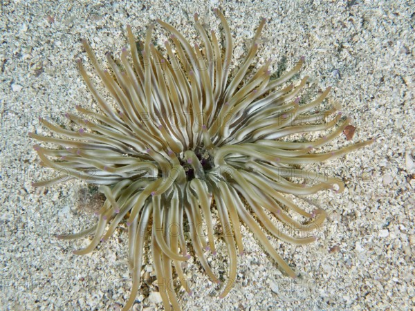 Long tentacles of a sand gold rose (Condylactis aurantiaca) spread out on a sandy substrate. Dive