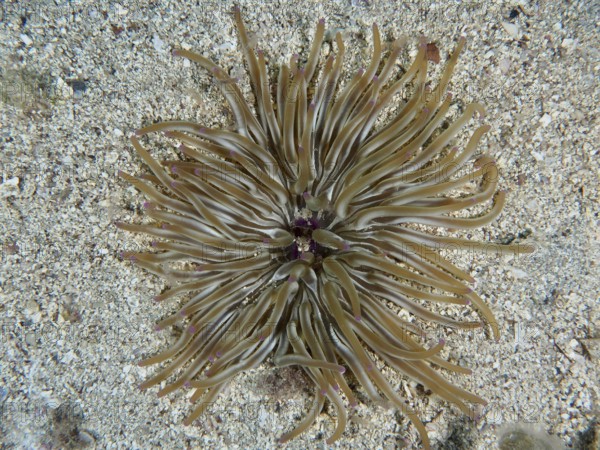 Brown sand gold rose (Condylactis aurantiaca) with long tentacles on a sandy seabed. Dive site