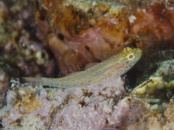 Small spotted fish, Sarato's goby (Gobius fallax), in a reef. Dive site House Reef, Stoja, Pula,