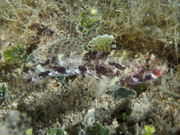 Well camouflaged fish, redmouth goby (Gobius cruentatus), lies on the sandy seabed. Dive site House