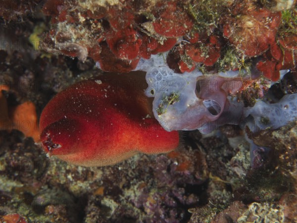 Vividly coloured red sea squirt (Halocyntia papillosa) in red and sea sponge in blue in a reef.