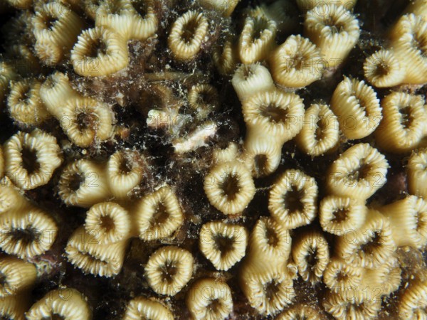 Close-up of yellow grass coral (Cladocora caespitosa) with ring-shaped structures and small algae.
