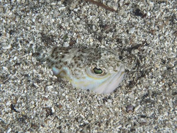 The head of a Trachinus draco, a venomous animal, peers out of the sand, ideally camouflaged on the